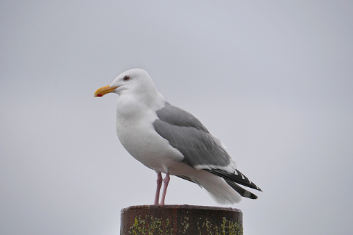 A seagull on a wooden dock post on Vancouver Island in Cowichan Bay, British Columbia, Canada.