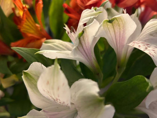 istock Bouquet of flowers 2105170304