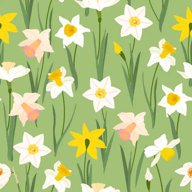 Vector illustration of Yellow and white daffodils narcissus seamless pattern on green background. Beautiful spring flowers design for textile, postcards,wallpaper, wrapping paper. Vector illustration flat style