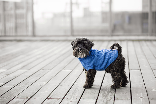 close up portrait of pretty sweet small little dog Miniature Schnauzer sitting in blue pullover outdoor dress, ozy style jacket on the spring wooden urban background