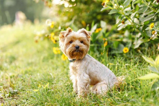 istock Small Yorkshire terrier walking in the park with flowers 2105177242