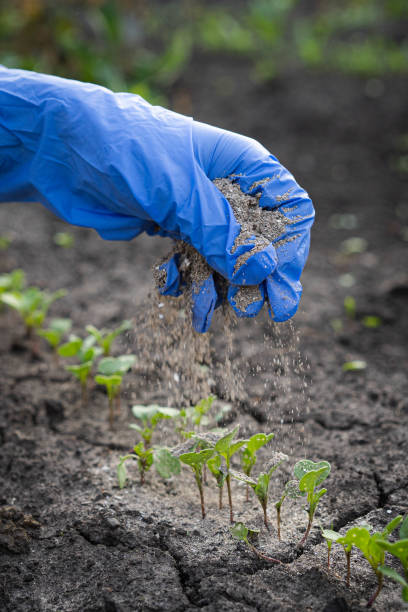 istock a woman's hand sprinkles ash on a small radish sprout, crop protection from midges and fertilizer for the crop, ash for plants, vertical photo 2105190853