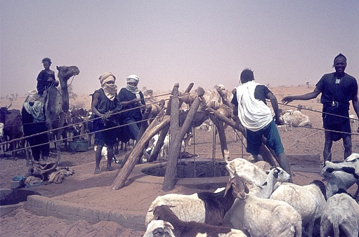 Mauritania (Morocco), Western Sahara, 1973. Bedouins and their animals at a well (watering hole) in Western Sahara.