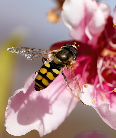 A bee flying over the pink flower with wings spread