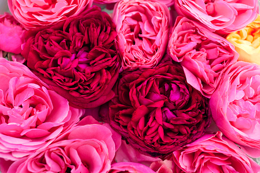 Close up of pink magenta english roses flower heads arranged in floral background. Top view of blooms. Flat lay