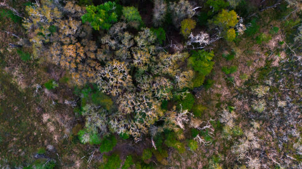 istock Aerial View of a Group of Trees 2105212599