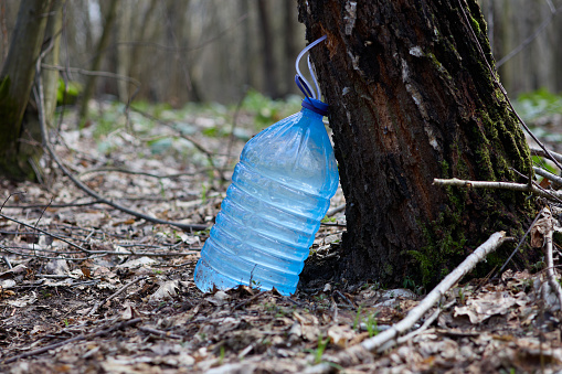 Production of birch sap in a large bottle