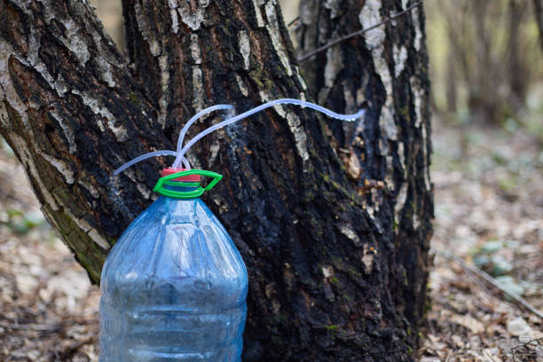 istock Birch sap. Production of birch sap in a large bottle 2105230519