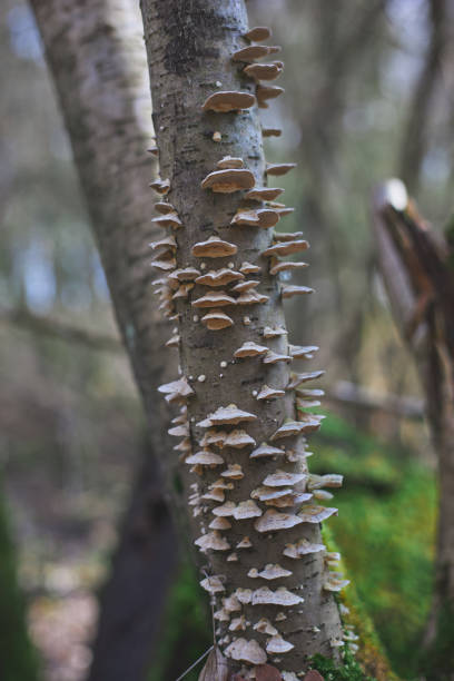 Trametes versicolor on a young tree