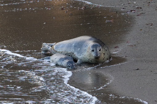 Female Harbor Seal (Phoca vitulina) on beach next to her dead pup, in Monterey, California. Wave washing towards them.