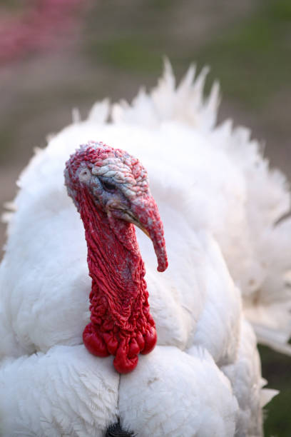 istock White male turkey close-up 2105311144