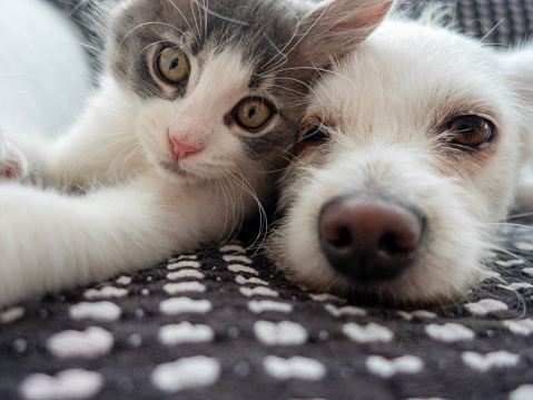 A closeup shot of a cat and a dog lying together isolated on a white background