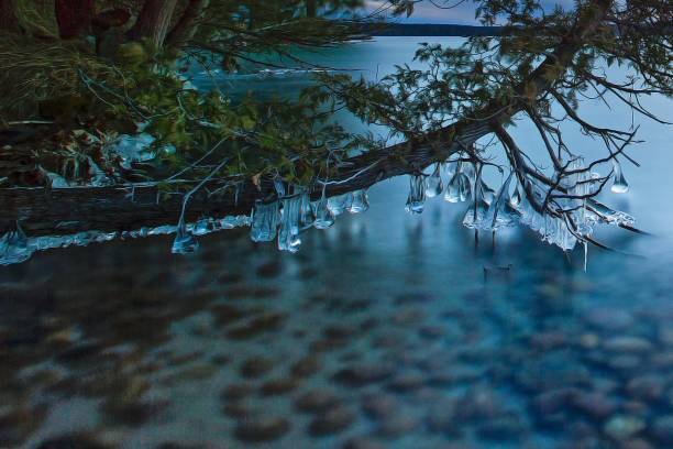 The icicles are clinging to the branches after a collection of 50 MPH windy days with frozen temperatures.