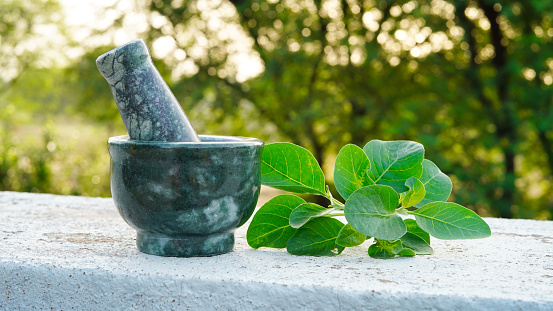 Ashwagandha Medicinal Herb plant with mortar and pestle, also known as Withania Somnifera, Ashwagandha, Indian Ginseng, Poison Gooseberry, or Winter Cherry.