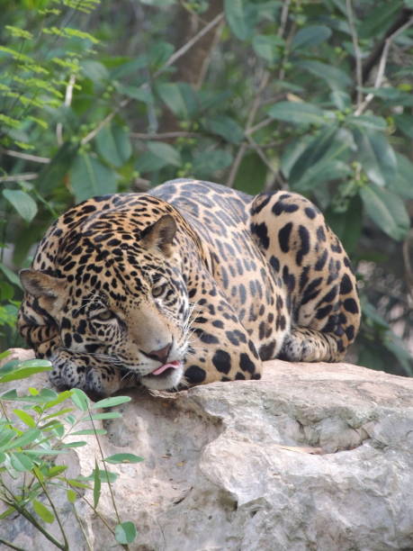 istock Majestic Jaguar: A Powerful Predator Relaxing on a Jungle Outcrop Amidst the Green Canopy 2105375091