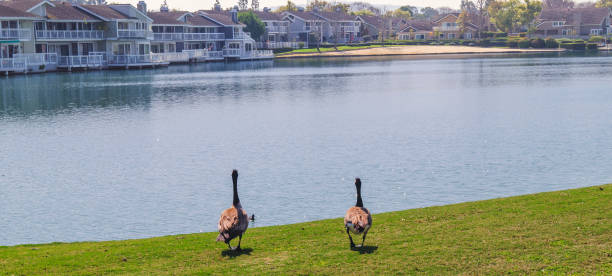 istock Irvine CA Woodbridge North Lake _ Two Ducks 2105378304