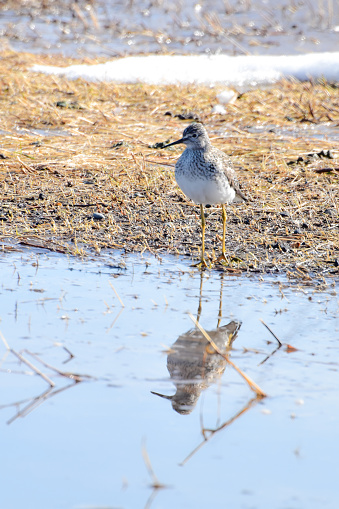 The water birds have returned to Alaska after a long harsh winter.