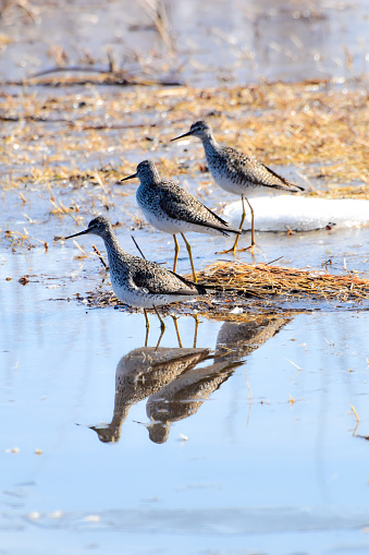 The water birds have returned to Alaska after a long harsh winter.