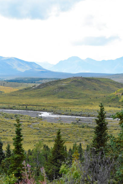 The Mountains of Denali National park rise in the distance against a beautiful landscape.