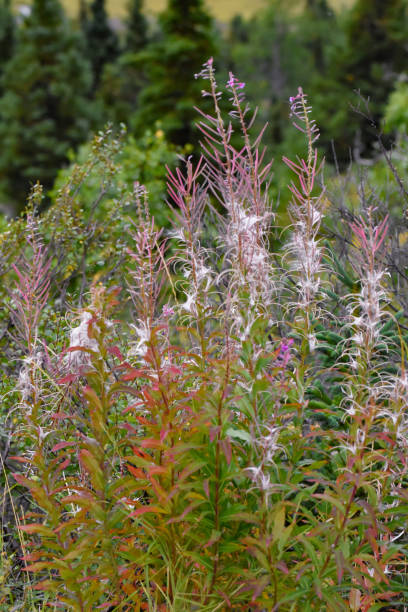 istock Alaska Fireweed - The Beginning of the End 2105381572