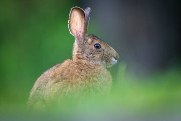 istock Close-up of Snowshoe Hare rabbit bunny sitting in grass 2105394783