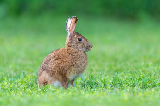 istock Snowshoe Hare rabbit bunny sitting in short grass 2105394784