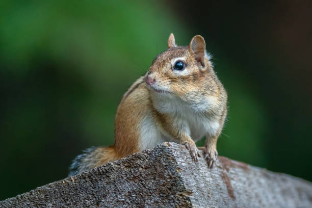 istock Eastern Chipmunk on wooden board looking to side 2105394786