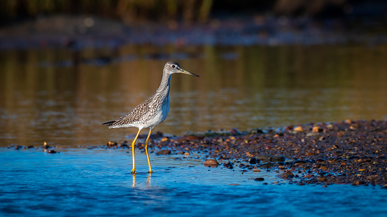 Greater Yellowlegs shorebird looking at camera while wading in shallow water at low tide