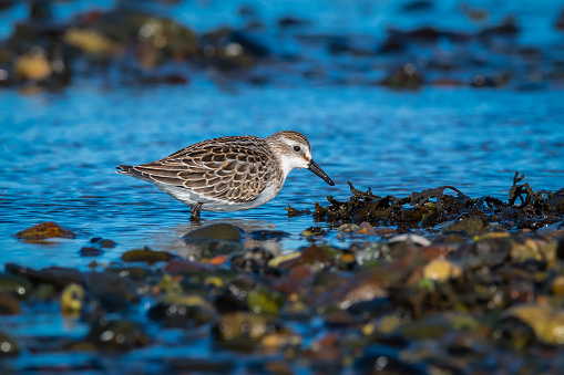 Semipalmated Sandpiper foraging in shallow water in inter-tidal zone with seaweed covered rocks