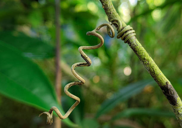 A plant twisting and winding it s branch to reach the sunlight.