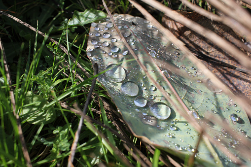 Eucalyptus leaves adorned with dewdrops sparkle like diamonds in the early morning sunshine, a serene sight after a cold night's slumber