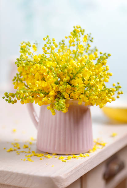 Mahonia, oregon grape, holly-leaved barberry flower (Berberis aquifolium).