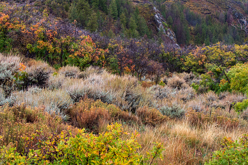 Autumn scenery at Black Canyon of the Gunnison National Park, Colorado, USA