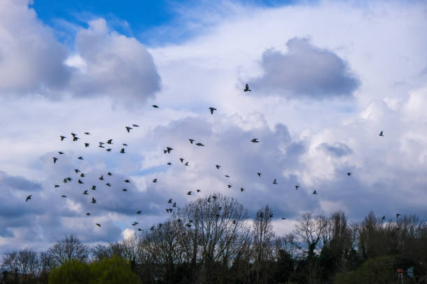 Skyward Migration Flock of Birds in the Blue Expanse