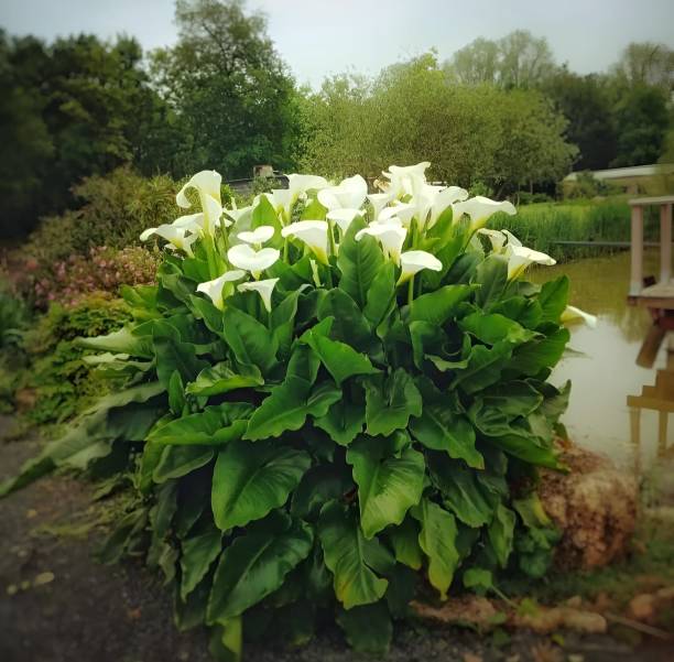 Zantedeschia aethiopica, commonly known as calla lily and arum lily, is a species of flowering plant in the family Araceae, native to southern Africa in Lesotho, South Africa, and Eswatini.