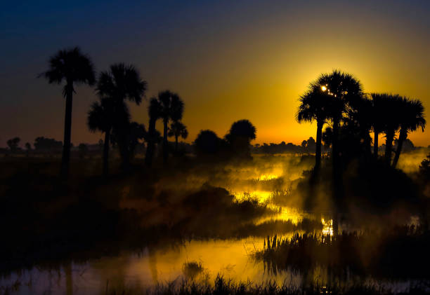 istock Mist rising from a tropical slough at twilight, Florida 2105520879