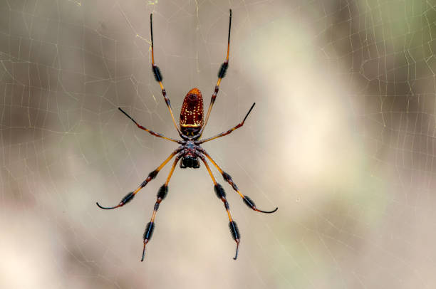 Ventral view of the golden orb spider in its web. It is the largest orb weaver spider in the US. Also known as the golden silk orb-weaver or banana spider. Trichonephila clavipes is native to the southern US and South America.