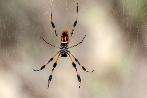 Ventral view of the golden orb spider in its web. It is the largest orb weaver spider in the US. Also known as the golden silk orb-weaver or banana spider. Trichonephila clavipes is native to the southern US and South America.