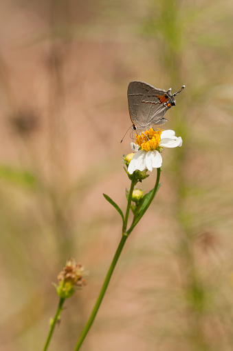 Gray Hairstreak Butterfly, Strymon melinus, on a Bidens alba flower.  Isolated on a natural background.