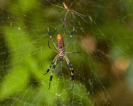 As illustrated in this photo, the female golden silk spider is much larger than the male. Also known as the golden silk spider or golden silk orb-weaver, Trichonephila clavipes is a species of spider native to the southern US and South America.