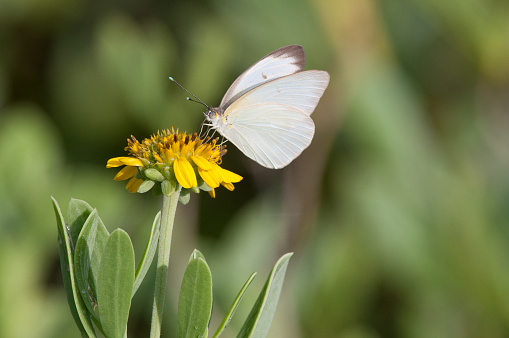 A white butterfly on a yellow oxeye daisy.  Isolated on a natural blurred background.