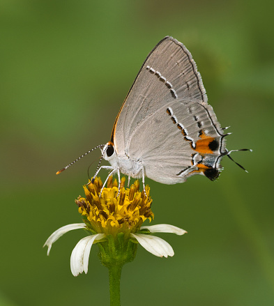 Gray Hairstreak Butterfly, Strymon melinus, on a Bidens alba flower.  Isolated on a green background.