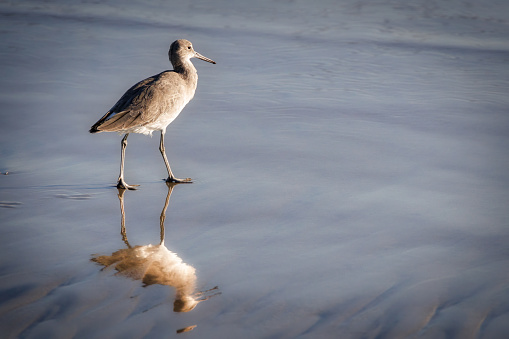 A bird, and its reflection, on the beach at Coronado, California.