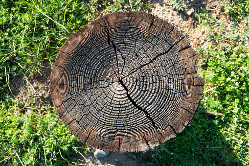 Overhead view of stump showing tree rings with grass background .