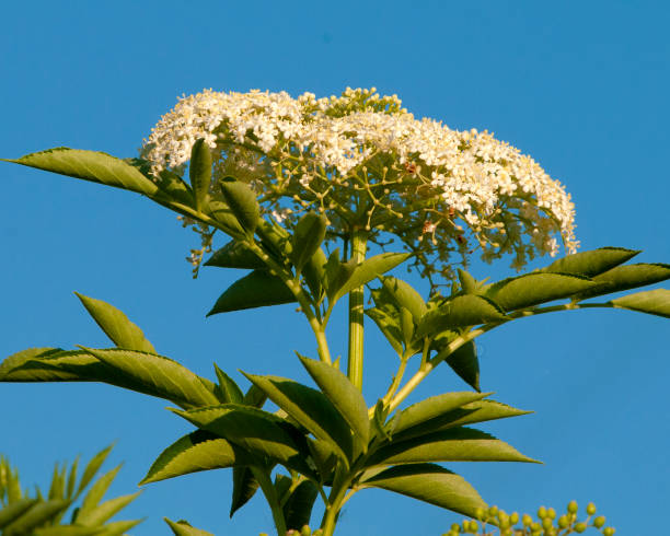 istock Elderberry Flowers,  Sambucus canadensis 2105542008