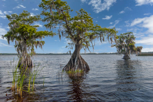 istock Cypress Trees against a background of a blue sky. 2105542011