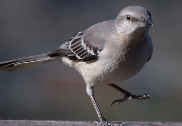 istock A Northern Mockingbird arrives on the backyard deck 2105543597