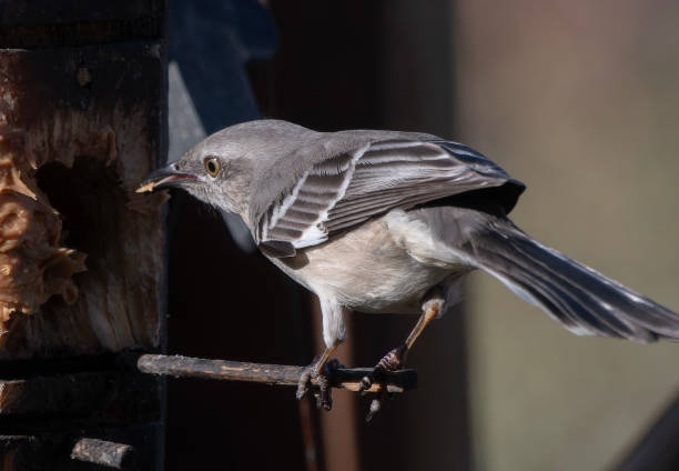 istock A Northern Mockingbird arrives on the backyard deck 2105543602