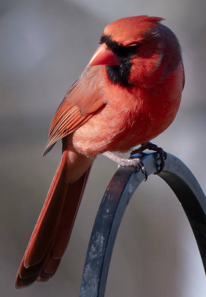 istock Male Northern Cardinal on the backyard deck 2105544111