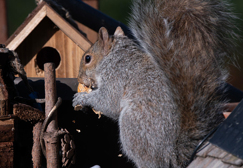 A Squirrel finds a peanut on the backyard deck